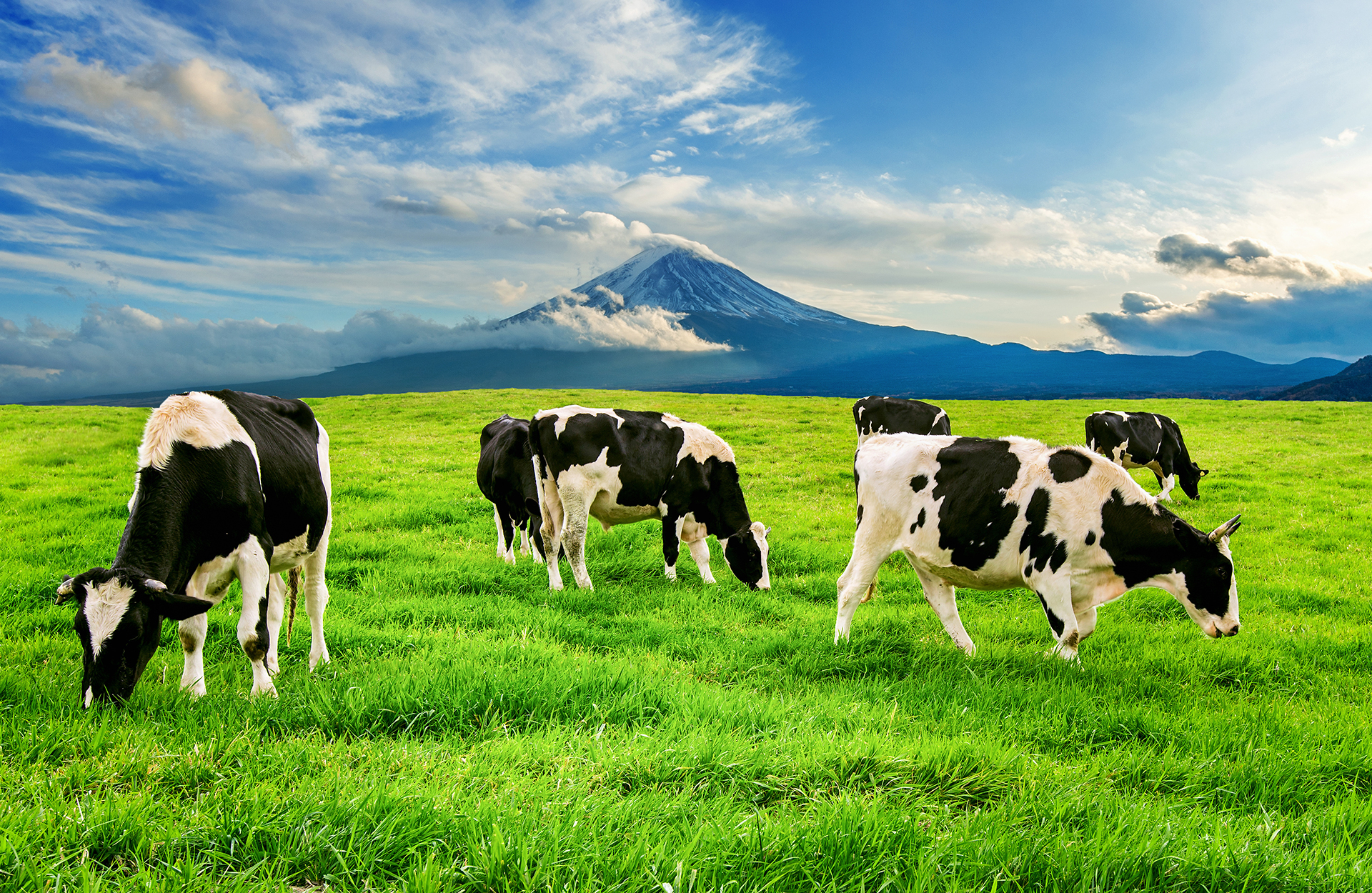 MVF Dairy